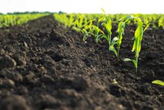 Soil’s secret language
