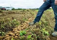 Federal government pledges AgriRecovery funds for New Brunswick potato growers