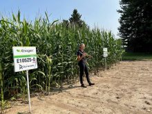 Enogen corn touted for silage feed efficiency