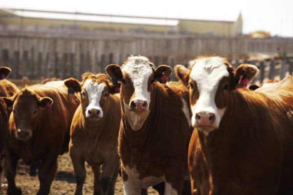 (Canada Beef Inc. photo)
