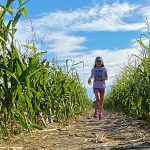 Children run through the pathways of a corn maze designed to honour children who died while attending residential schools. Photo: supplied