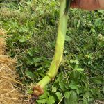 Goosenecked corn.