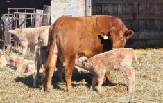 A calf nurses during the spring 2024 calving season.