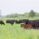 Beef cattle graze tall pasture forage south of Glenboro, Man., in June 2024. PHOTO: ALEXIS STOCKFORD