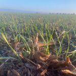 Winter wheat is up and growing well this fall in most parts of the province, including on this damp morning.
