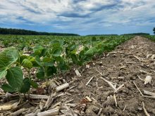 Expansion of sustainability program serves soy value chain