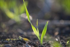 File photo of a barley seedling. (SusanHSmith/iStock/Getty Images)