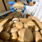 The strongest criminis are left to grow into portobellos for market sales.