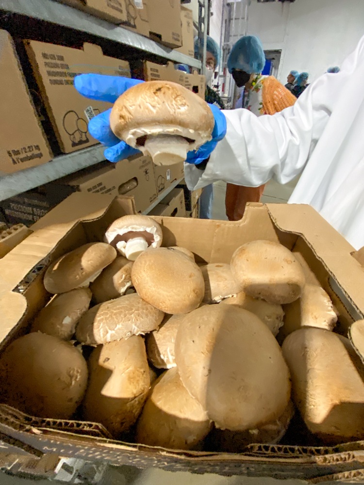 The strongest criminis are left to grow into portobellos for market sales. 