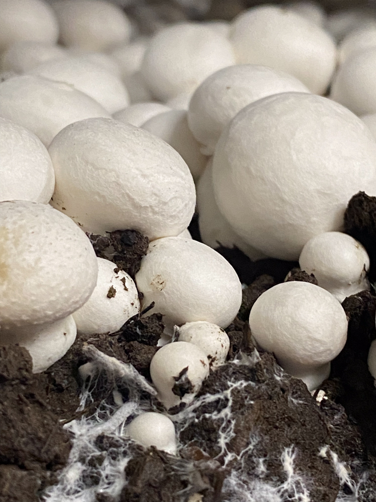 Mushrooms spawn embedded in the substrate germinates rapidly, and within 14 days, mushrooms have fruited and are ready for selection. 