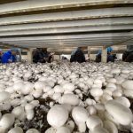 Nutritionists file through a grow room during the Farm and Food Care Ontario tour of Piccioni Bros. Mushroom Farm, Dundas, Ont. on Oct. 3, 2024. They were particularly intrigued by the fungi's nutrient value and growing process.