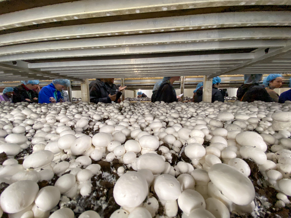 Nutritionists file through a grow room during the Farm and Food Care Ontario tour of Piccioni Bros. Mushroom Farm, Dundas, Ont. on Oct. 3, 2024. They were particularly intrigued by the fungi's nutrient value and growing process. 