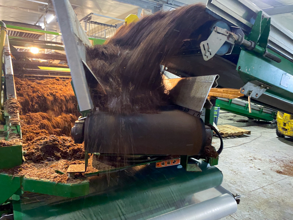 Piccioni uses European technology to offload 38 metric tonnes of substrate and feed it into the growing racks. It takes two hours to finish loading one growing room. 