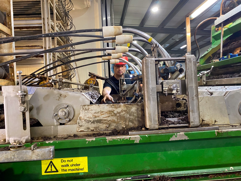 Workers watch for large clumps as the substrate is unloaded from trucks onto the growing racks, breaking up what they can. 