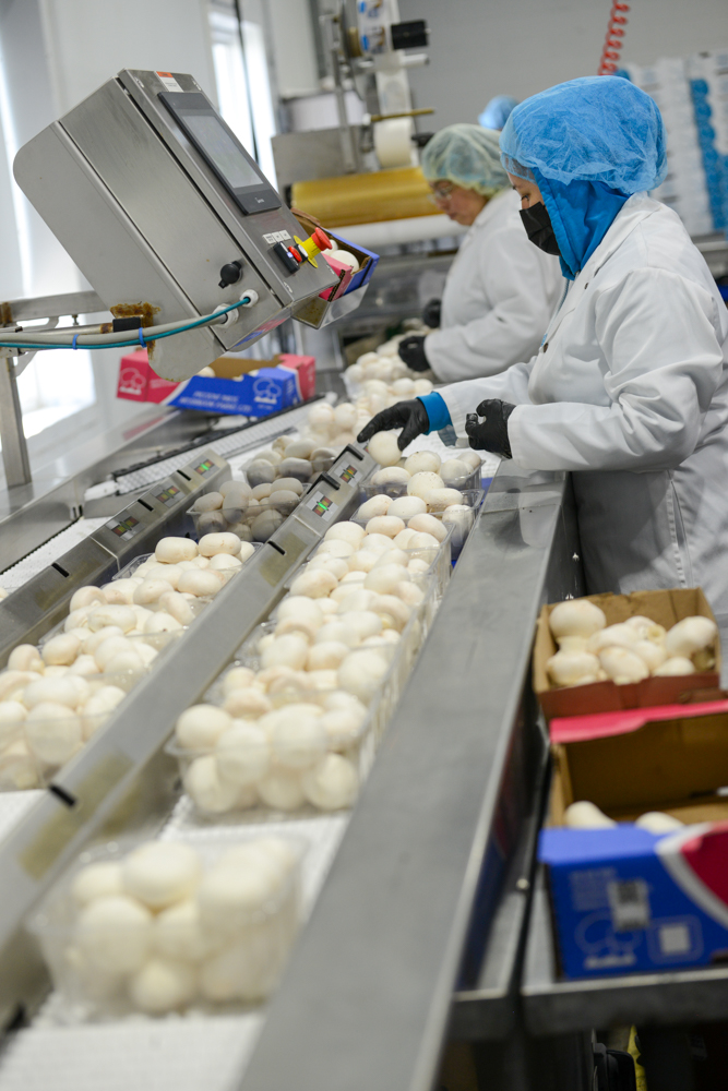 The spawn-to-shelf facility includes a sorting and packaging area where mushrooms are cleaned, graded and packaged for same-day delivery. 