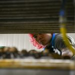Workers in the cremini room carefully select mushrooms, leaving the strongest to grow into portobellos.