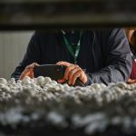 A nutritionist on the Farm and Food Care Ontario tour of the mushroom facility lines up a shot in one of the rooms growing white mushrooms.