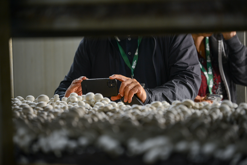 A nutritionist on the Farm and Food Care Ontario tour of the mushroom facility lines up a shot in one of the rooms growing white mushrooms. 