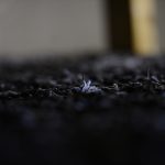 Spawn-infused Phase 3 substrate used by Piccioni results in almost immediate germination for mushroom development.