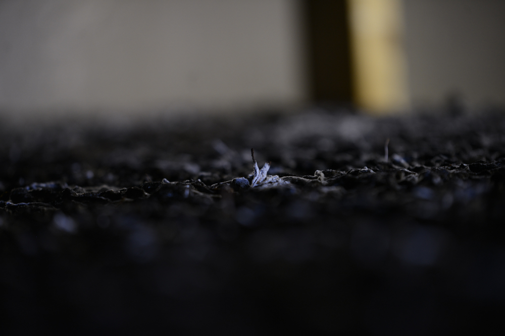 Spawn-infused Phase 3 substrate used by Piccioni results in almost immediate germination for mushroom development.