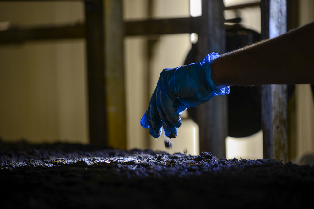 As racks fill, workers crumble large clumps of substrate by hand to ensure the best conditions for mushroom development at Piccioni Bros. Mushroom Farm, Dundas, Ont. Oct. 3, 2024.