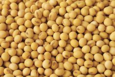 Food grade soybeans.