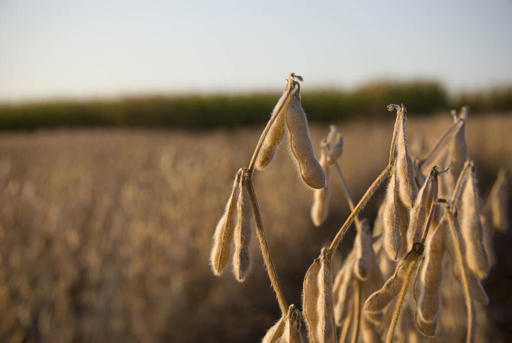 December a crucial window for soybean, corn sales