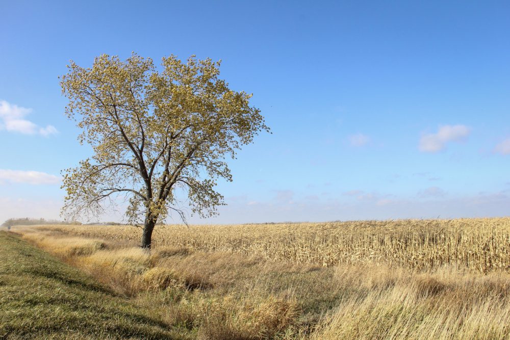 A late-October cornfield in southeastern Manitoba. Photo: Geralyn Wichers

