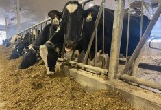 Senate won’t fast-track supply management bill