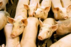 Photo: ARS/USDA