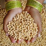 Pulse Weekly: Smaller chickpeas leading to lower prices
