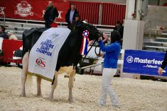 Jeffrey-Way Hard Rock Twigs won the Supreme Championship of the dairy show at the Royal Agriculture Winter Fair with Lindsay Bowen on the halter.