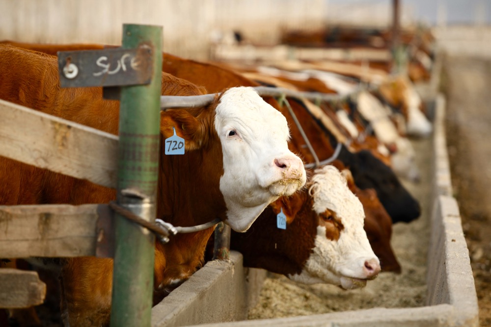 Photo: Canada Beef
