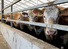 Cows that eat corn with the Enogen trait are about five per cent more feed efficient.