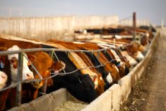 Photo: Canada Beef