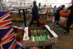 Boxes of asparagus are seen at Cobrey Farm in Ross-on-Wye, Britain on March 11, 2019. (Photo: Reuters/Peter Nicholls)
