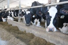 OPINION: Supply management: a system that works