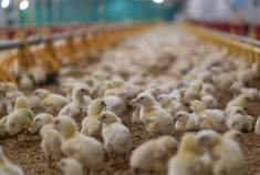 Ontario farmer charged with fraud and mischief in theft case