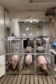 Porcus Optimus scale system promises low-labour pig weighing