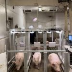 Porcus Optimus scale system promises low-labour pig weighing