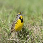 Study ties hay/pasture conversion to biodiversity loss