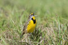 Study ties hay/pasture conversion to biodiversity loss