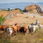File photo of a cowboy herding cattle near a Mexican roadside. (GummyBone/iStock/Getty Images)