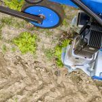 VIDEO: Automated weeder uses AI to manage weeds in vegetable crops