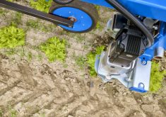VIDEO: Automated weeder uses AI to manage weeds in vegetable crops
