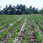 Ontario soybean yields proof of crop resilience