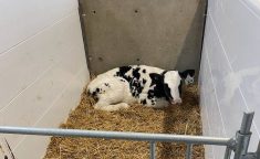 Dairy calf colostrum critical for immunity and energy