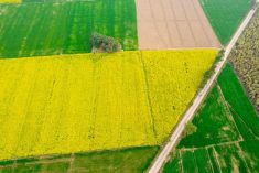 File photo of a rapeseed field in India. (Amlanmathur/iStock/Getty Images)
