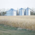 USDA cuts corn ending stocks estimate, soybeans unchanged