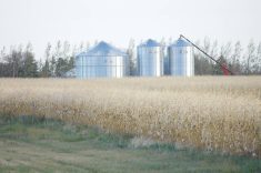 USDA cuts corn ending stocks estimate, soybeans unchanged